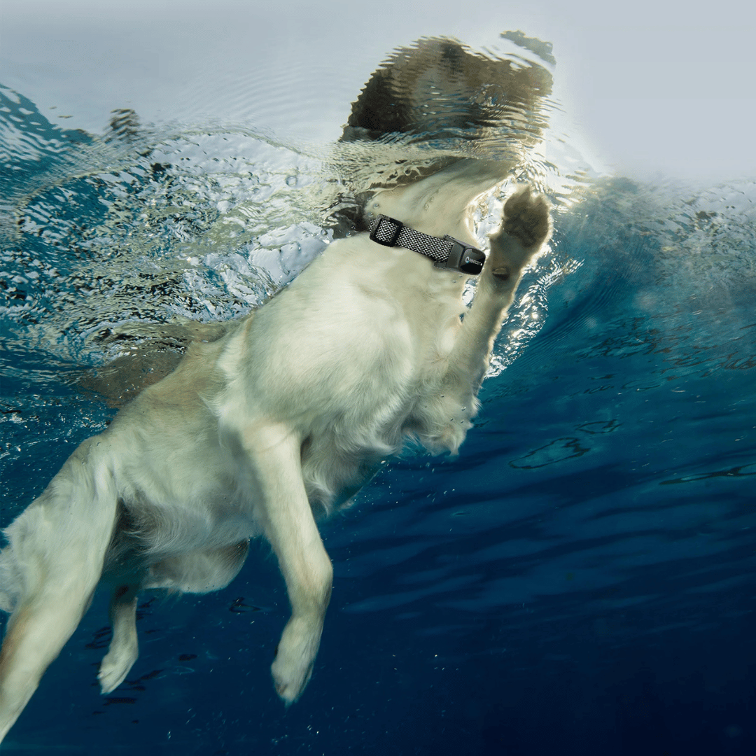 Halsband für Hundetraining – LED-Fernbedienung und Reichweite 1000 m 